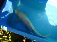 25 inch shiro male.jpg