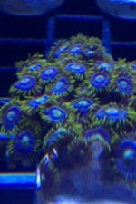 ImageUploadedByReefs1362624691.125309.jpg