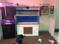 ImageUploadedByReefs1358131314.135550.jpg