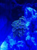 zoas.JPG