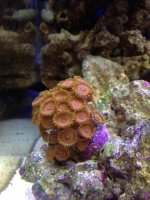zoas2.JPG