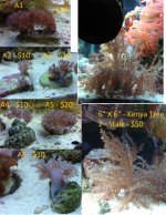 corals.jpg