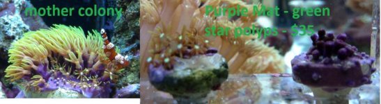 green star polyp.jpg