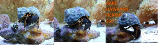 Hawaiian Hermit Crab.jpg