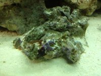 ImageUploadedByReefs1342619132.708927.jpg