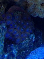 ImageUploadedByReefs1362684876.496422.jpg