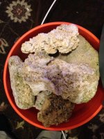 ImageUploadedByReefs1362706453.039706.jpg