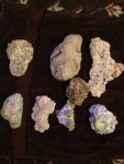 ImageUploadedByReefs1362706467.039685.jpg