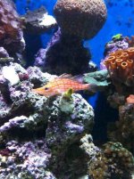 ImageUploadedByReefs1346101804.492149.jpg
