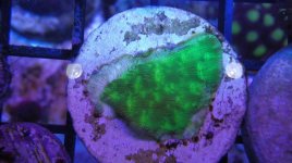 JF Nuc Green Lepto 1a.JPG