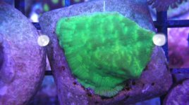 JF Nuc Green Lepto 1.25.JPG