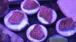 Orenji Monti group shot.JPG