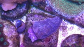 Purple Plasma chalice.JPG