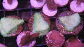 Twinspot Goby Apple Jack Monti group shot.JPG