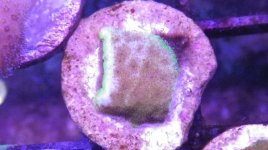Twinspot Goby Wm Psam .5 1.JPG