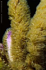 gorgonia.JPG