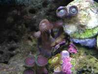 ImageUploadedByReefs1358317215.754532.jpg