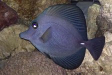 ImageUploadedByReefs1358317224.935052.jpg