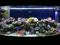 ImageUploadedByReefs1358325166.907809.jpg