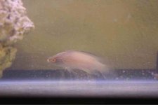 ImageUploadedByReefs1350161835.901353.jpg