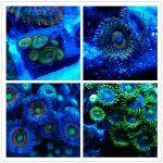 zoas3.jpg