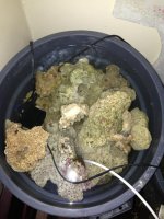 ImageUploadedByReefs1362841233.070880.jpg