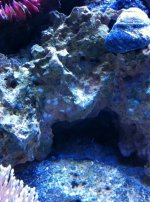 ImageUploadedByReefs1335916847.424759.jpg