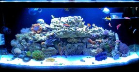 ImageUploadedByReefs1335916868.813014.jpg