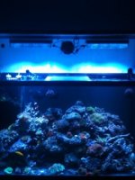 ImageUploadedByReefs1335917956.405970.jpg