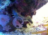 ImageUploadedByReefs1339611490.632437.jpg