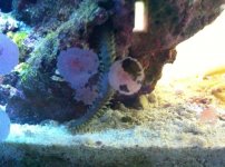 ImageUploadedByReefs1339611515.914324.jpg