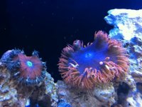 ImageUploadedByReefs1335923356.583263.jpg