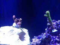 ImageUploadedByReefs1350257897.774681.jpg