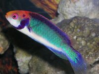 wrasse-clownfairy.jpg
