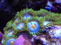 ImageUploadedByReefs1335968718.447091.jpg