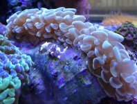 ImageUploadedByReefs1335976588.280883.jpg