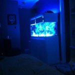ImageUploadedByReefs1350316010.417144.jpg
