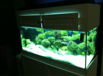 ImageUploadedByReefs1350316037.246862.jpg