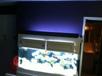 ImageUploadedByReefs1350316069.257156.jpg
