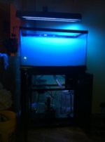 ImageUploadedByReefs1339717229.599808.jpg