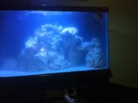 ImageUploadedByReefs1339717266.314952.jpg
