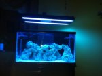 ImageUploadedByReefs1339717288.678447.jpg