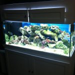 ImageUploadedByReefs1354919740.722363.jpg