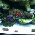 ImageUploadedByReefs1354919826.606149.jpg