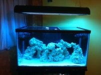 ImageUploadedByReefs1339717345.814502.jpg