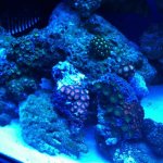 ImageUploadedByReefs1354919878.263066.jpg