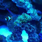 ImageUploadedByReefs1354920010.337195.jpg