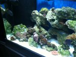 ImageUploadedByReefs1354920080.018386.jpg