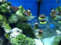 ImageUploadedByReefs1354920147.638989.jpg