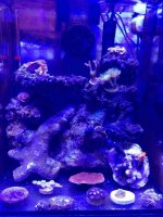 ImageUploadedByReefs1350342856.978226.jpg